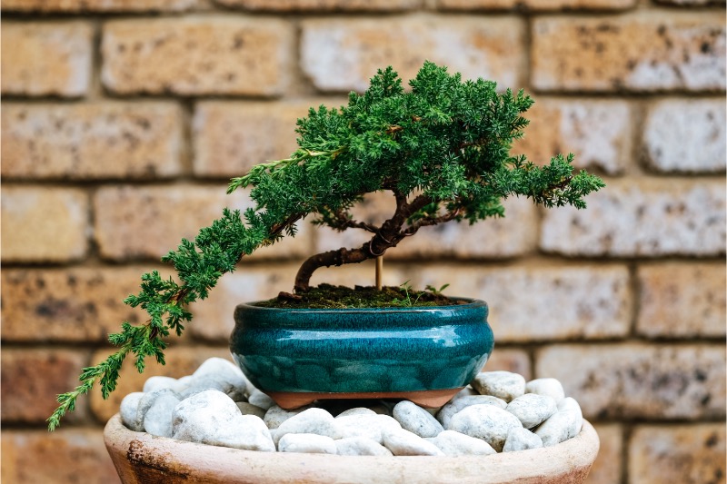 bonsai-pe-pietre-albe