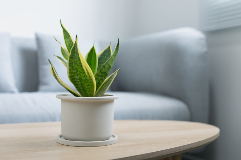 Planta-de-interior-sansevieria