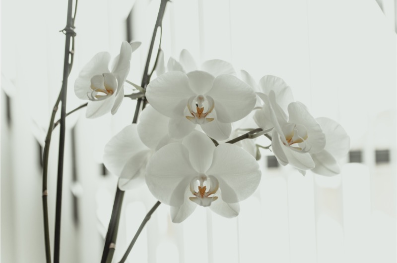 orhidee-alba-de-interior