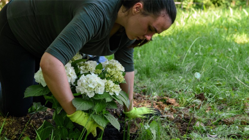 femeie-care-planteaza-hortensie