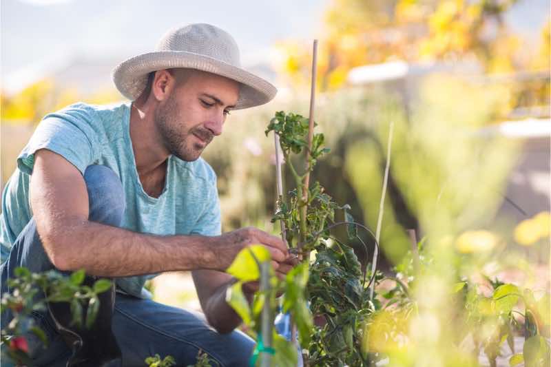 plantare-in-gradina